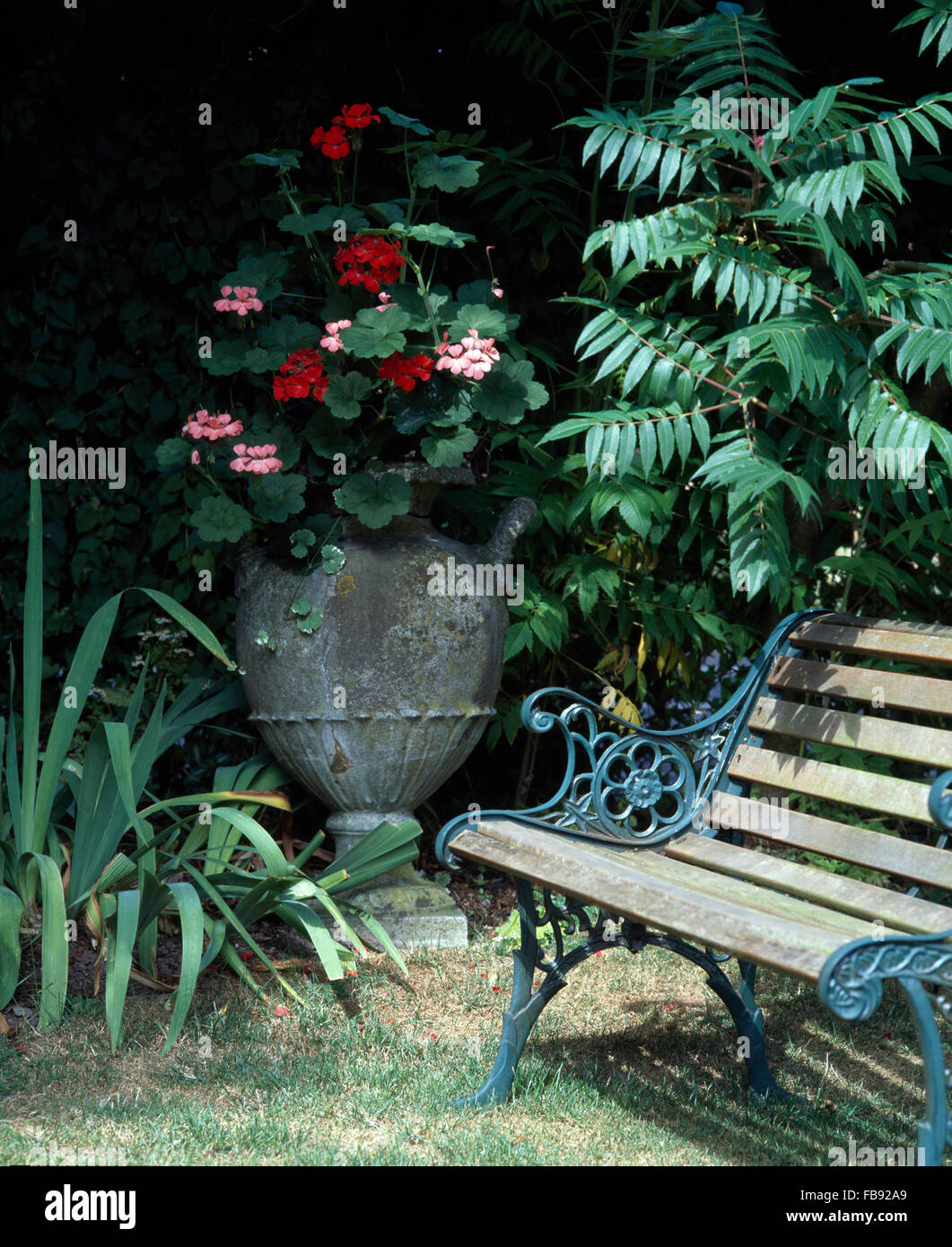 Géraniums roses et rouges dans une urne en pierre à côté d'un ancien banc de jardin dans un coin tranquille du jardin Banque D'Images