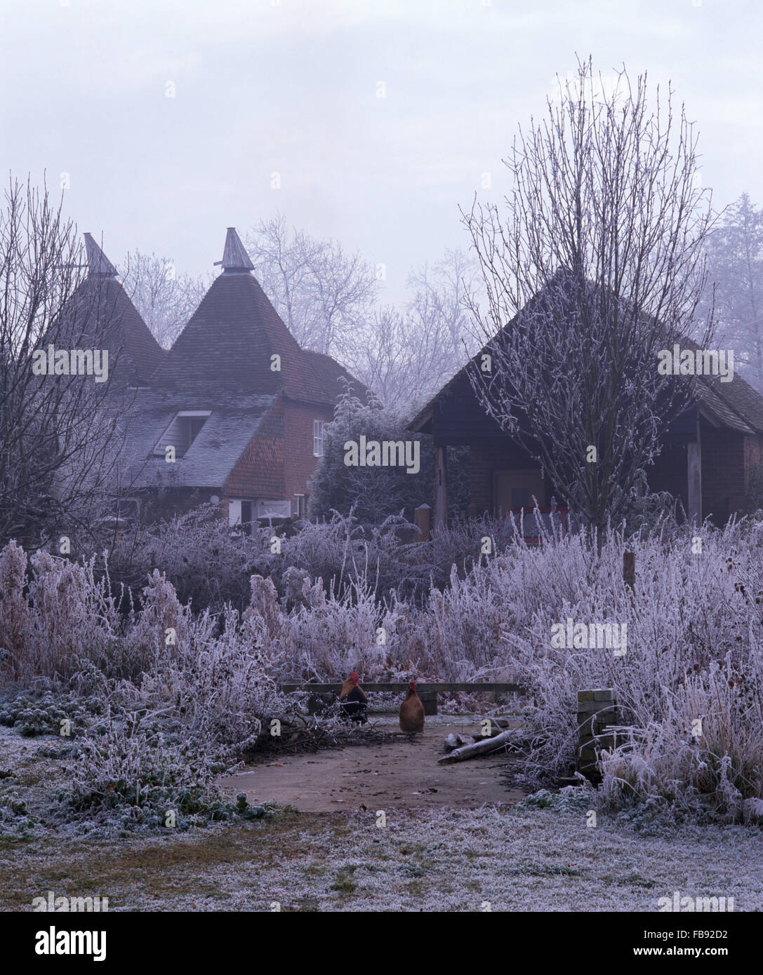 Grand jardin oast house avec arbustes dépoli sur un début de matinée d'hiver Banque D'Images