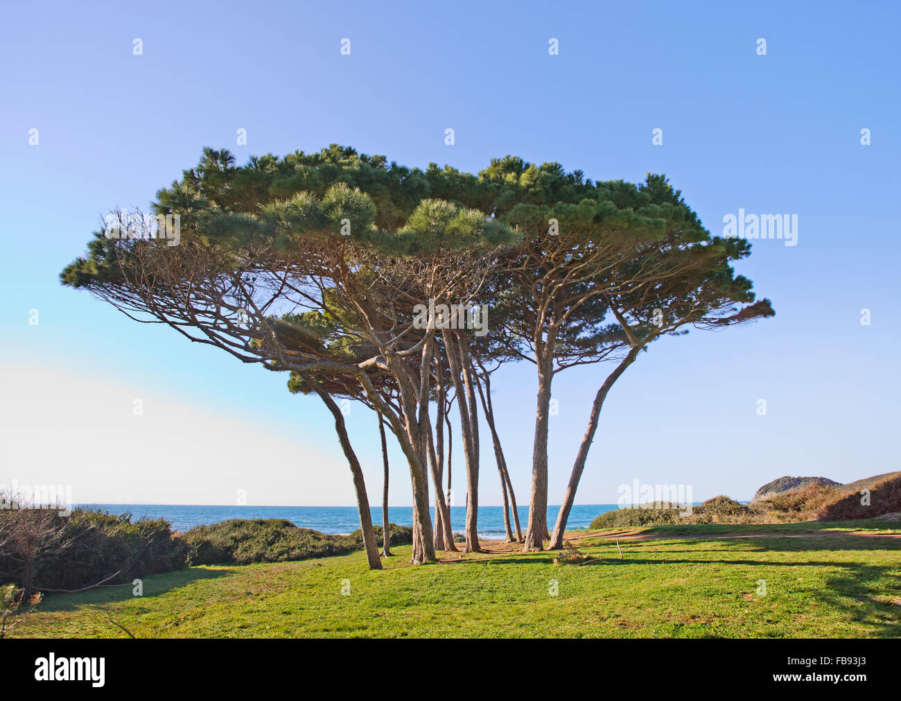 Groupe d'arbres de pin maritime près de la plage et de la mer. Baratti Piombino, Toscane, Italie. Banque D'Images