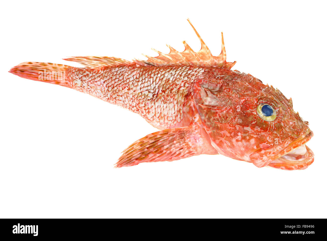 Fruits de mer poisson scorpion rouge. La nourriture crue isolé sur fond blanc. Comme appelé Scorpaena Scrofa Banque D'Images