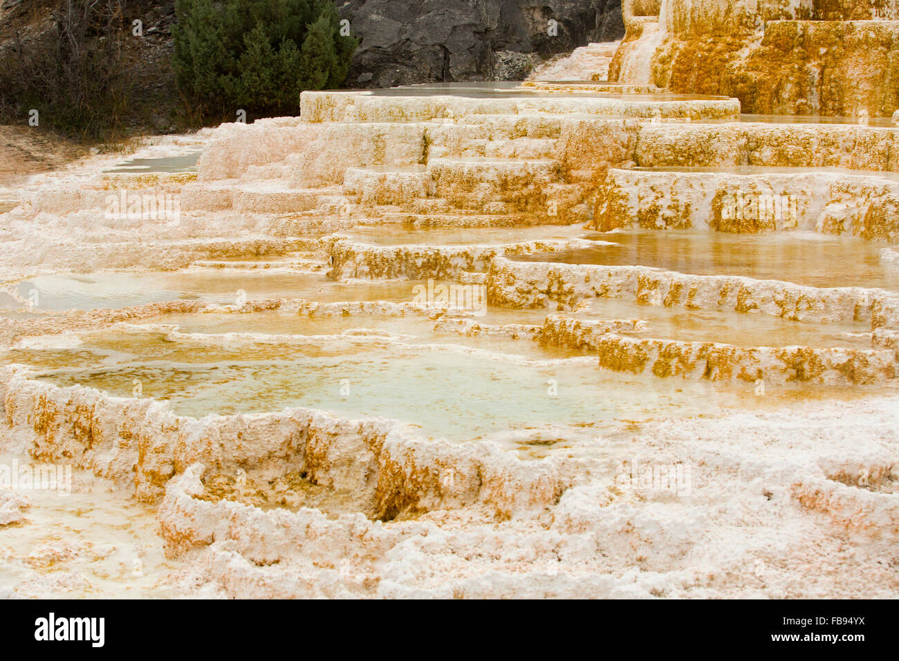 Le flux géothermique de chaud, l'eau riche en carbonate, formulaires, en cascade de calcaire blanc et orange foncé terrasses avec piscines, Yellowstone. Banque D'Images