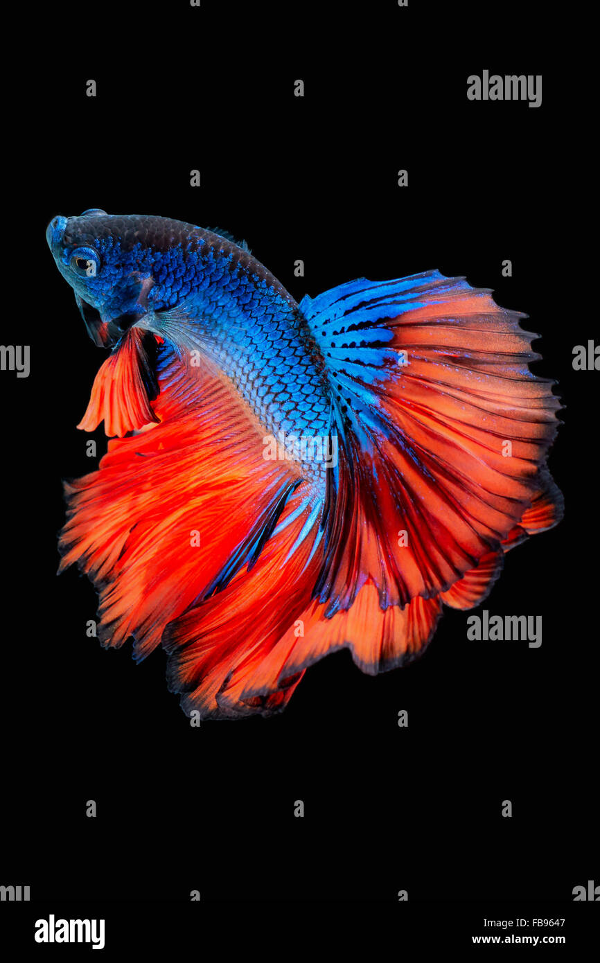 Betta poisson, poisson de combat siamois, Betta Splendens isolé sur fond noir Banque D'Images