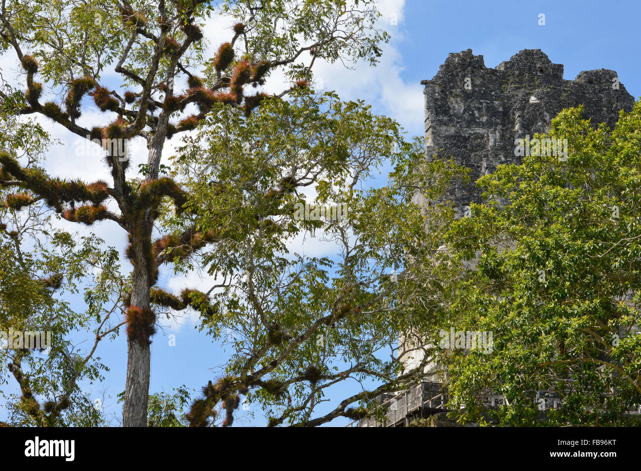 La végétation riche et la section supérieure du Temple I de la Maya site archéologique de Tikal au Guatemala Banque D'Images