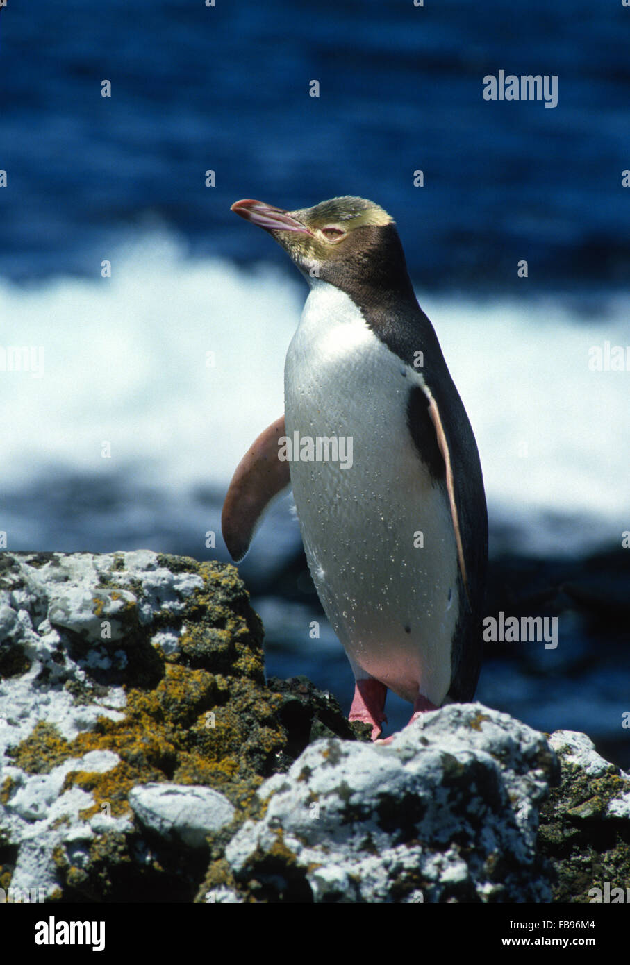 Yellow Eyed Penguin debout sur rock à Enderby Island de plantage vague vu en arrière-plan. Banque D'Images