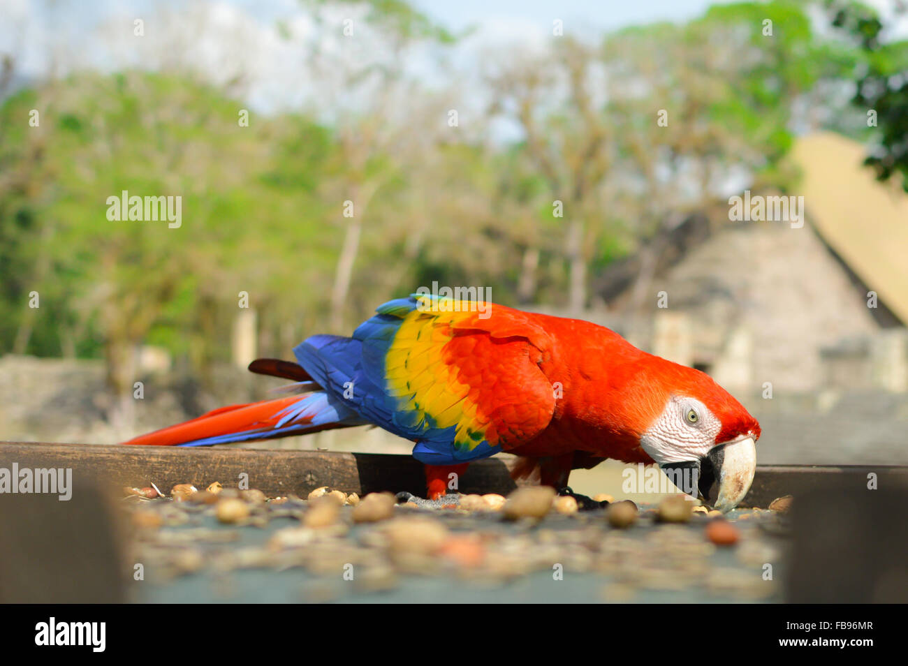 Macaw perroquets viennent pour l'alimentation sur le site archéologique de ruines de Copan, Honduras Banque D'Images