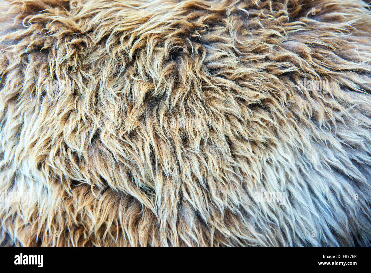Gros plan de la texture de la fourrure avec des cheveux hirsutes Banque D'Images