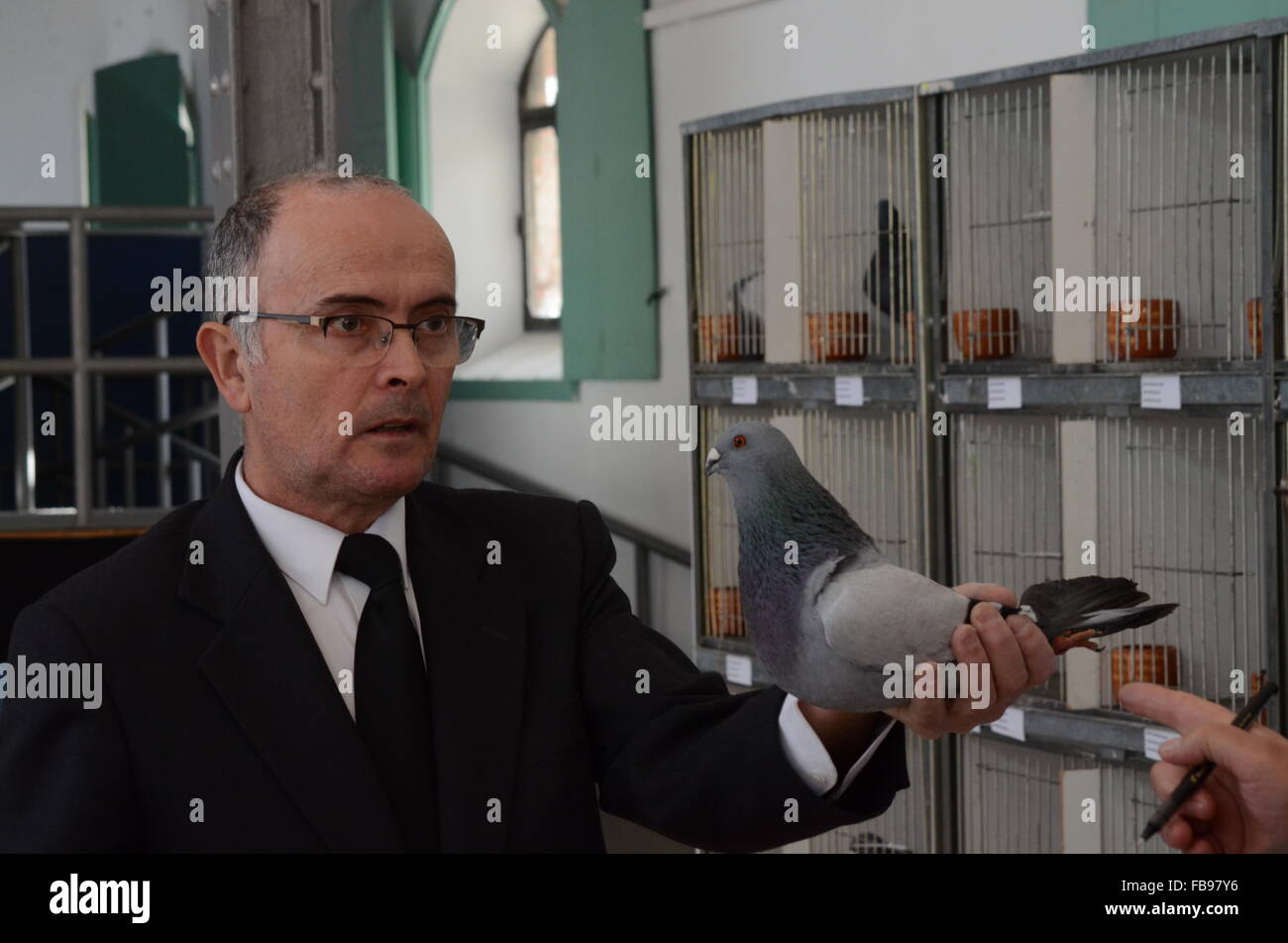 Madrid, Espagne. 12 janvier, 2016. Un membre de l'organisation des 14ème épreuve compétition et exposition Pigeon examine un spécimen de la race espagnole de 'pigeon Buchón Jienense' de Madrid. Credit : PACIFIC PRESS/Alamy Live News Banque D'Images