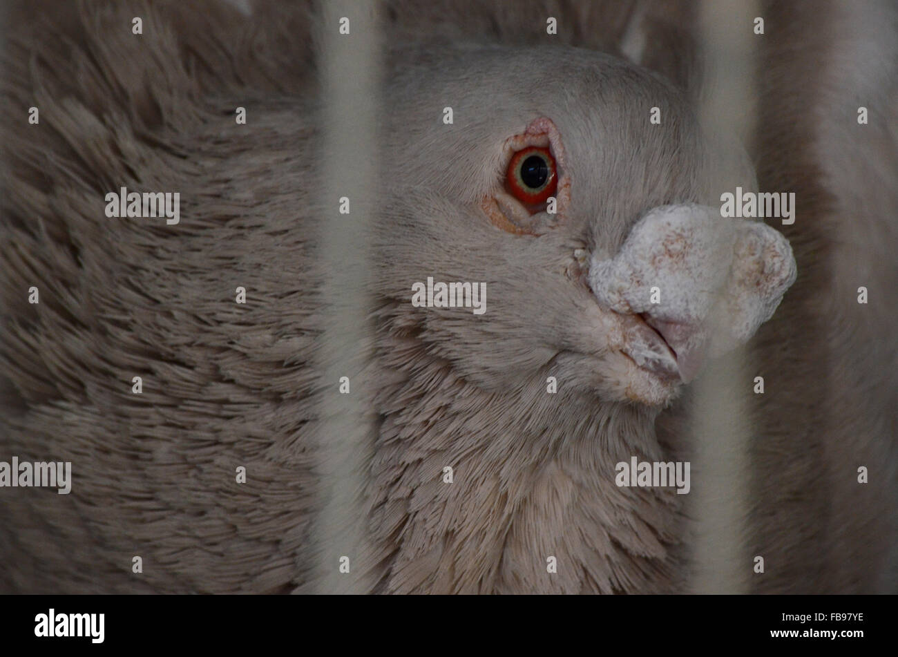 Madrid, Espagne. 12 janvier, 2016. Un spécimen de la race espagnole de 'pigeon Buchón Rafeño', appelé de cette façon en raison de l'élaboration de sa récolte, l'air curiosly à huis clos au cours d'une compétition et de l'exposition de pigeons de course à Madrid. Credit : PACIFIC PRESS/Alamy Live News Banque D'Images