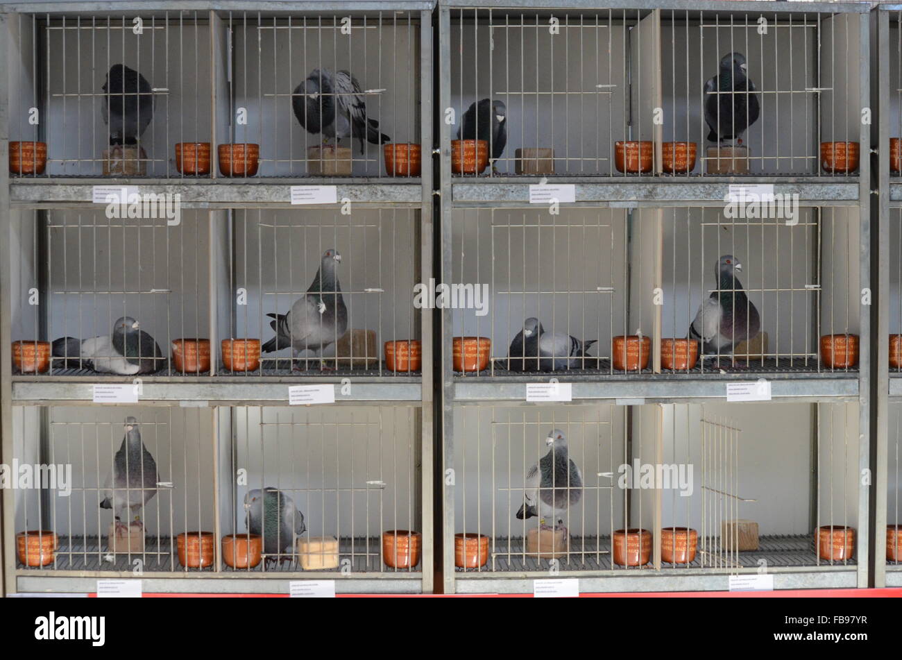 Madrid, Espagne. 12 janvier, 2016. Plusieurs spécimens de race espagnole de 'pigeon Buchón Jienense' sont sur l'affichage pendant une compétition de course de pigeons à Madrid. Credit : PACIFIC PRESS/Alamy Live News Banque D'Images