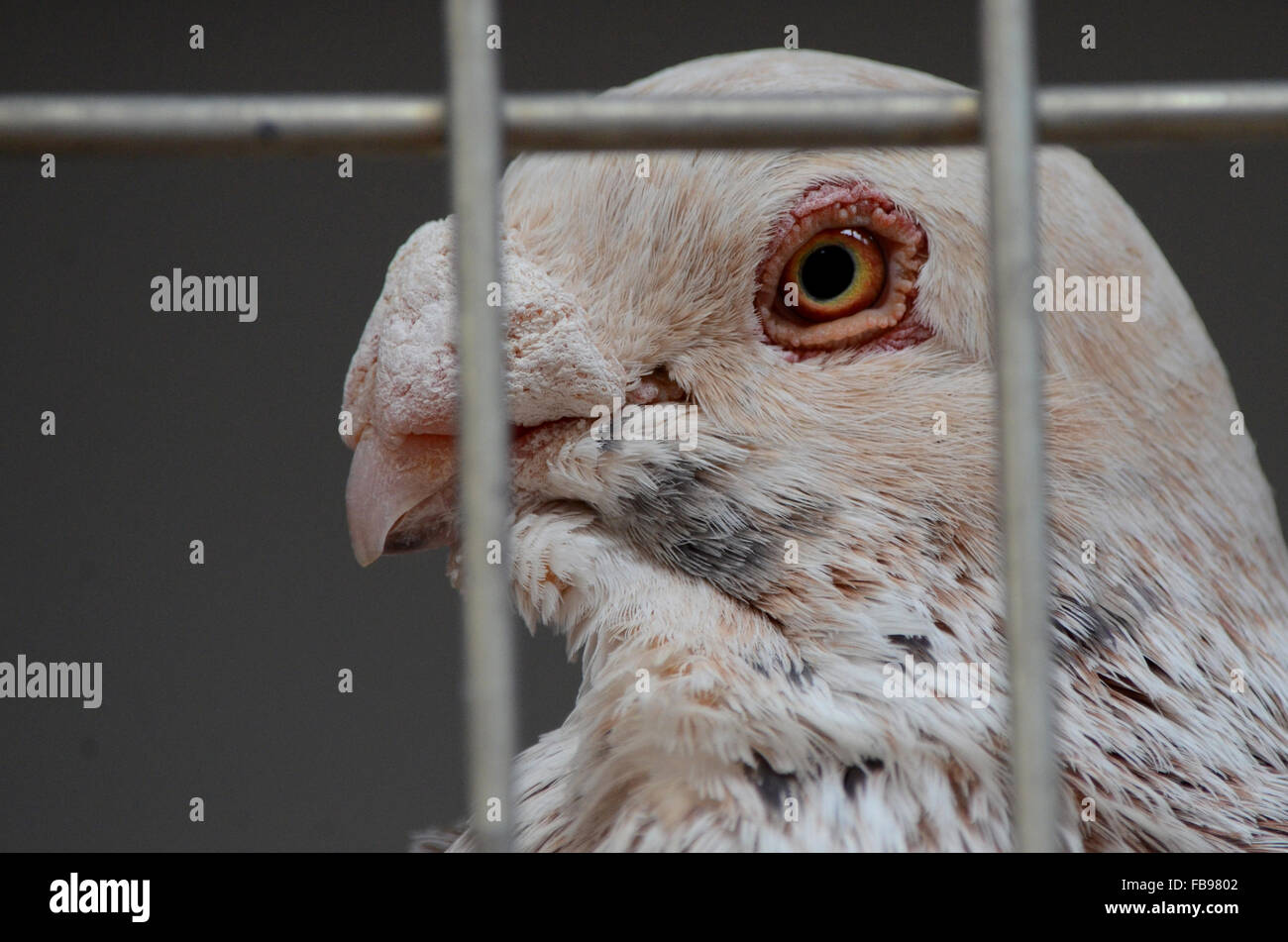 Madrid, Espagne. 12 janvier, 2016. Un spécimen de la race espagnole de 'Buchón pigeon grenadin', appelé de cette façon en raison de l'élaboration de sa récolte, l'air curiosly à huis clos au cours d'une compétition et de l'exposition de pigeons de course à Madrid. Credit : PACIFIC PRESS/Alamy Live News Banque D'Images