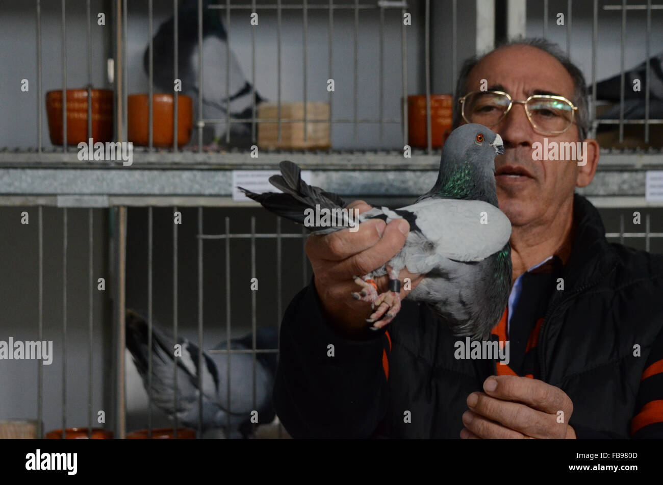 Madrid, Espagne. 12 janvier, 2016. Un membre de l'organisation des 14ème épreuve compétition et exposition Pigeon examine un spécimen de la race espagnole de 'pigeon Buchón Jienense' de Madrid. Credit : PACIFIC PRESS/Alamy Live News Banque D'Images