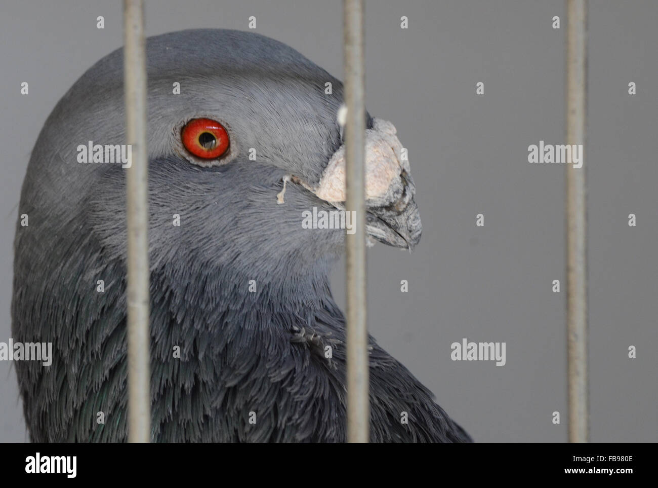 Madrid, Espagne. 12 janvier, 2016. Un spécimen de la race espagnole de 'pigeon Buchón Jienense', appelé de cette façon en raison de l'élaboration de sa récolte, l'air curiosly à huis clos au cours d'une compétition et de l'exposition de pigeons de course à Madrid. Credit : PACIFIC PRESS/Alamy Live News Banque D'Images