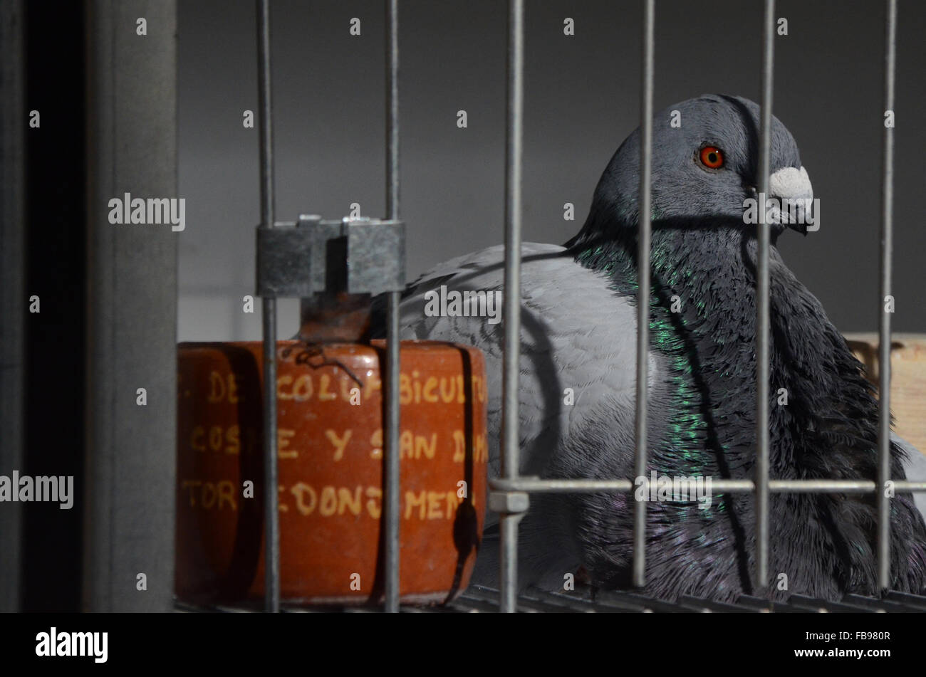 Madrid, Espagne. 12 janvier, 2016. Un spécimen de la race espagnole de 'pigeon Buchón Jiniense', appelé de cette façon en raison de l'élaboration de sa récolte, l'air curiosly à huis clos au cours d'une compétition et de l'exposition de pigeons de course à Madrid. Credit : PACIFIC PRESS/Alamy Live News Banque D'Images