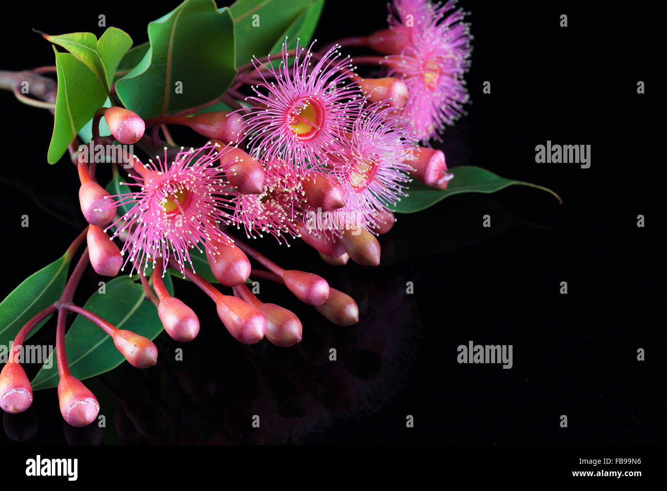 Bouquet élégant de fleurs d'Eucalyptus rose, des bourgeons, des feuilles, et isolé sur fond noir Banque D'Images