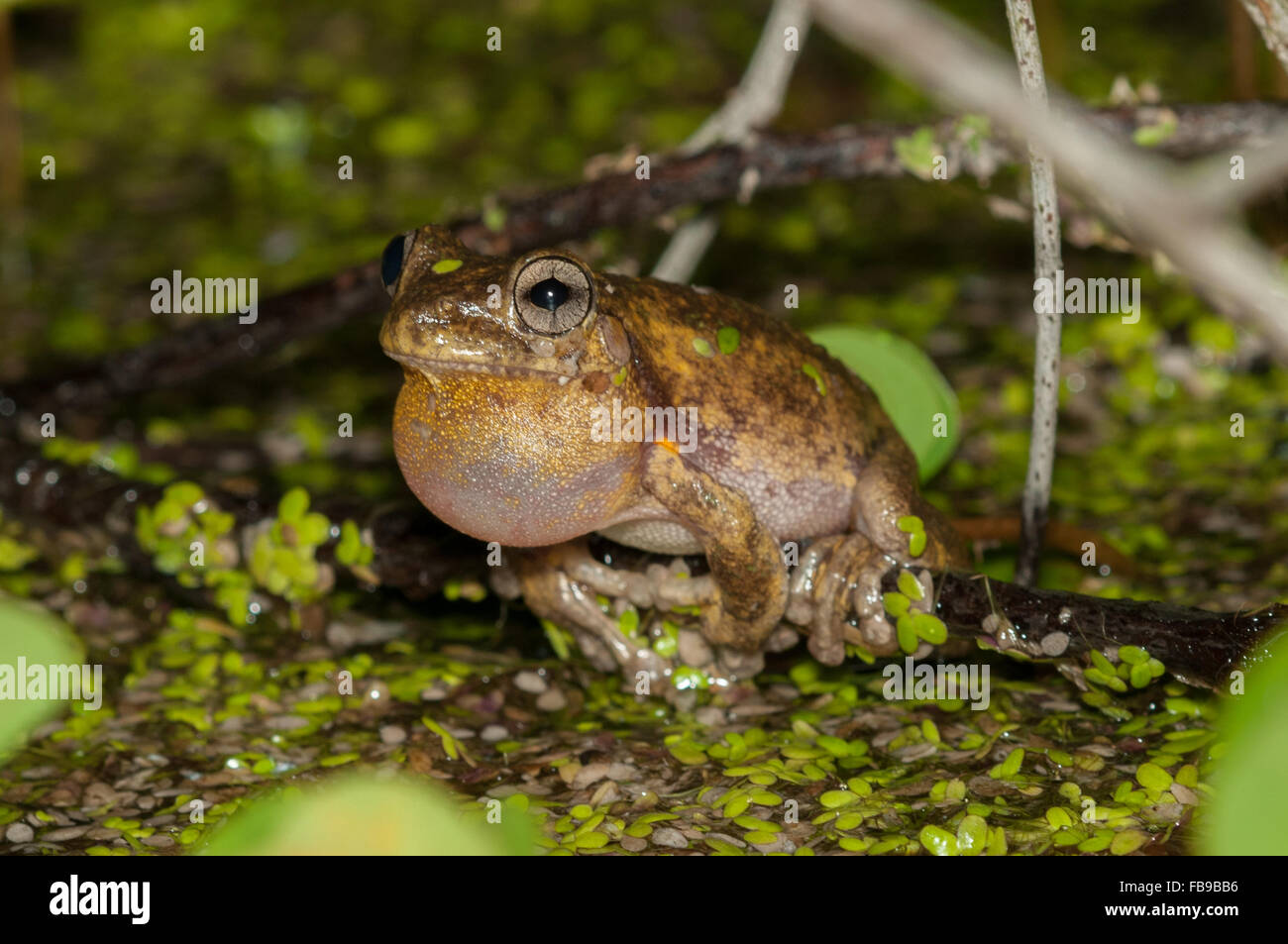 Mâle appelant Peron's tree frog, Litoria peronii, à Pacé, New South Wales, Australie. Banque D'Images