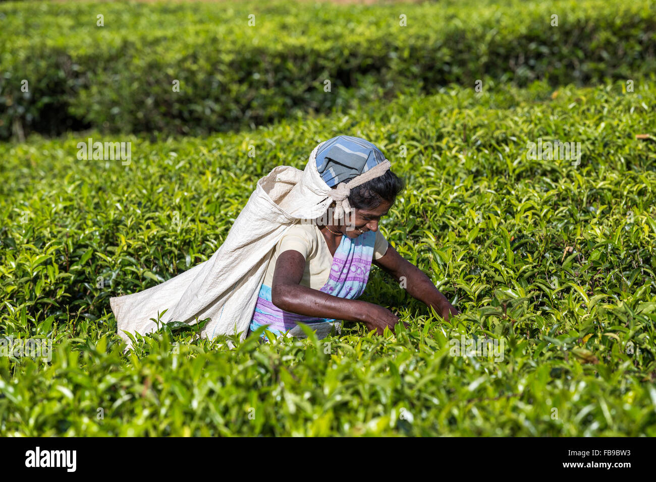 La cueillette du thé, plantation de thé, province, district Hatton, Adam's peak quartier Sri Lanka, Asia Banque D'Images
