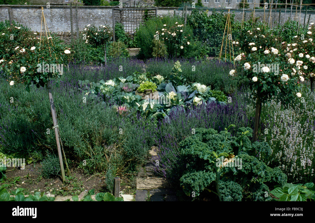 White Rose standard arbres et frontières lavande dans un jardin potager avec des choux dans un terrain triangulaire Banque D'Images