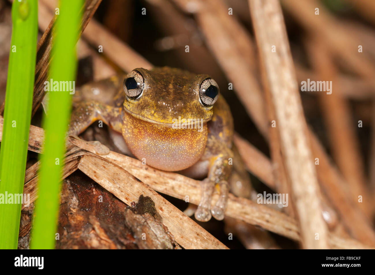 Mâle appelant Peron's tree frog, Litoria peronii, à Pacé, New South Wales, Australie. Banque D'Images