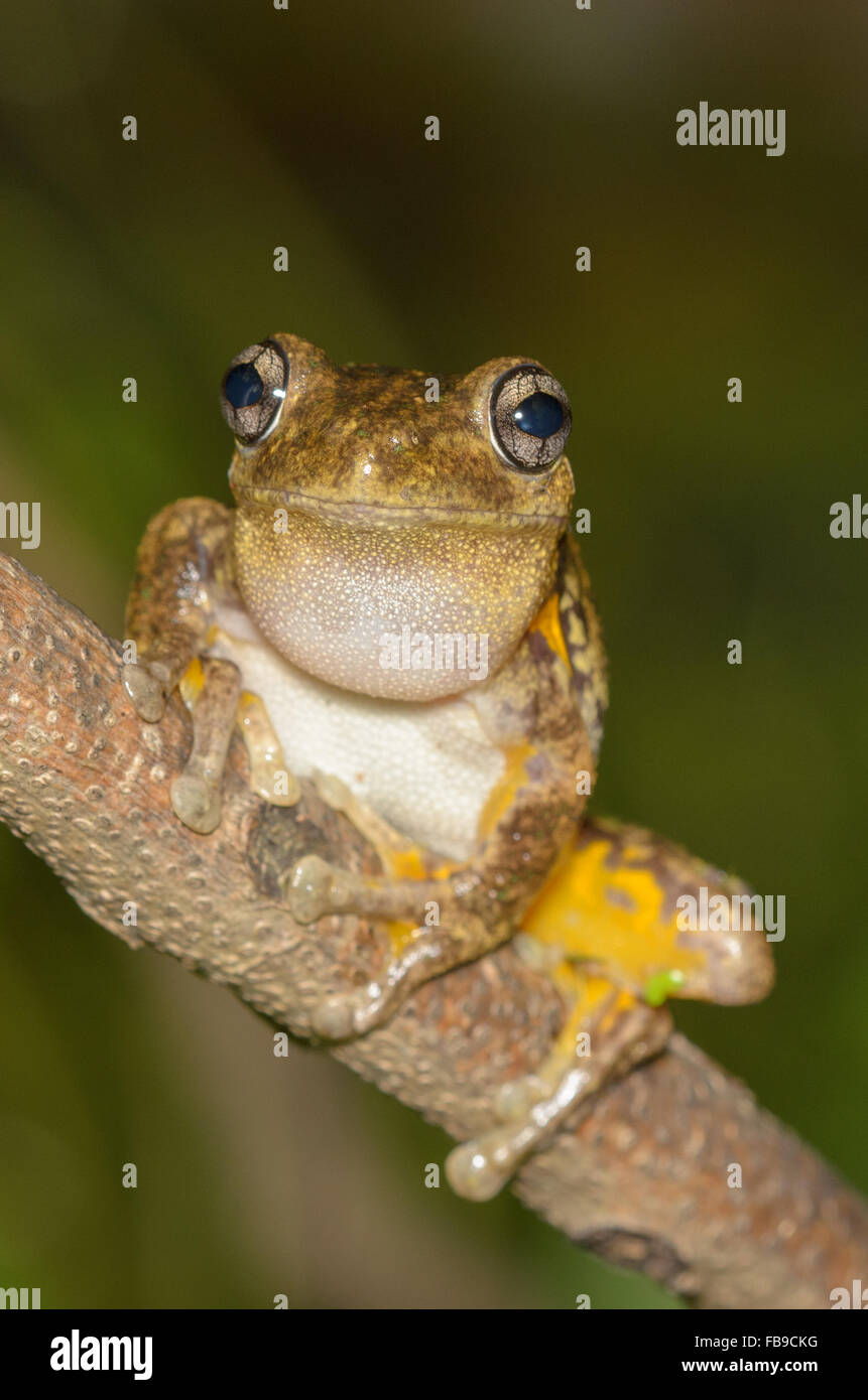 Mâle appelant Peron's tree frog, Litoria peronii, à Pacé, New South Wales, Australie. Banque D'Images