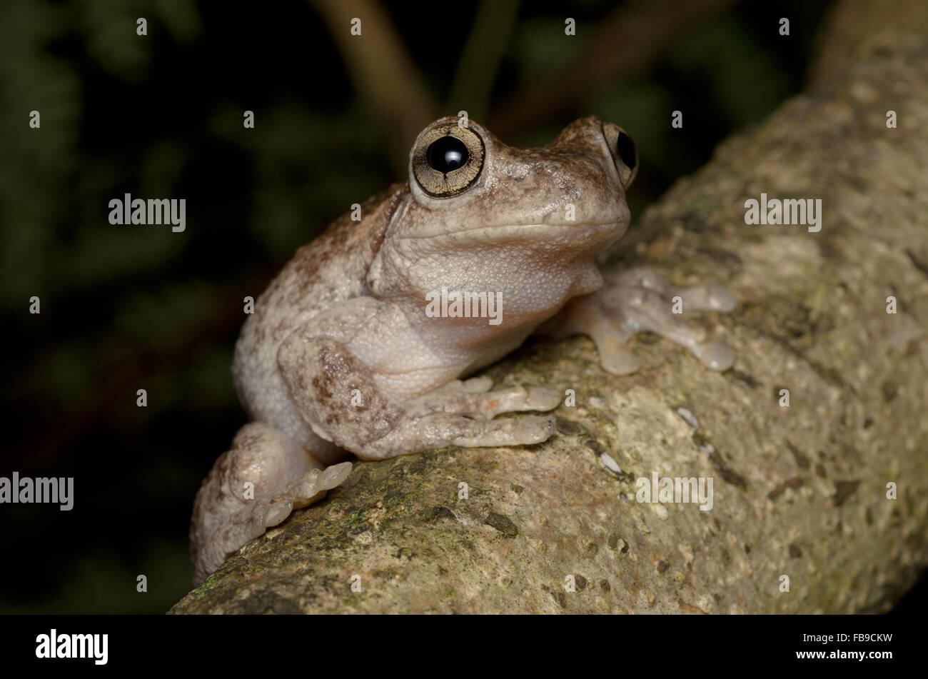 Peron's tree frog, Litoria peronii, à Pacé, New South Wales, Australie. Banque D'Images