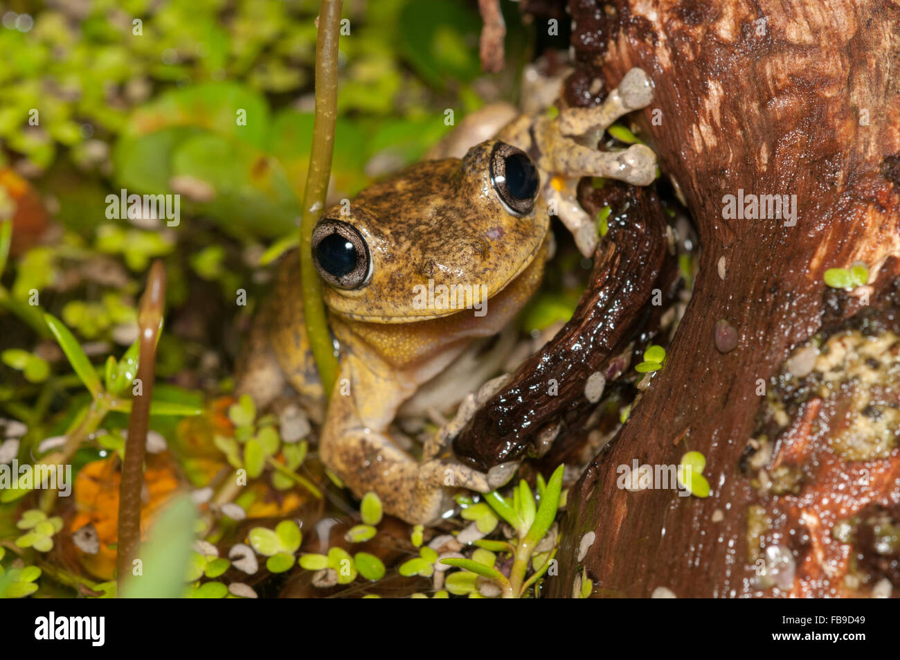 Peron's tree frog, Litoria peronii, à Pacé, New South Wales, Australie. Banque D'Images