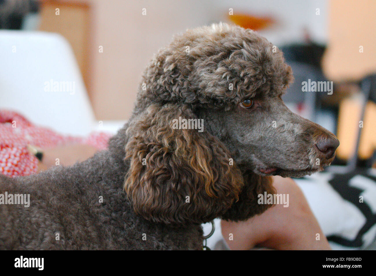 Caniche Banque D Image Et Photos Alamy