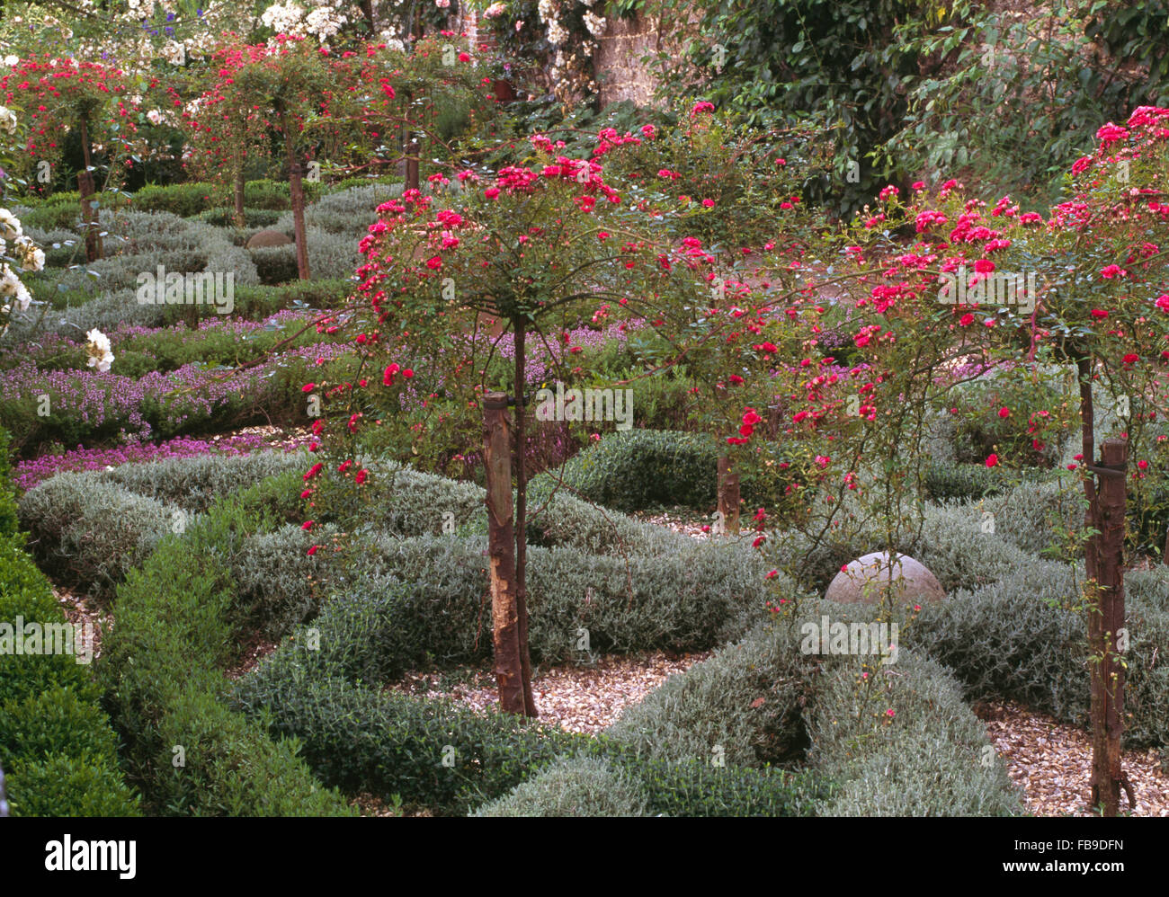 Standard rose roses dans un grand jardin avec nœud formelle lavande clippé faible Banque D'Images