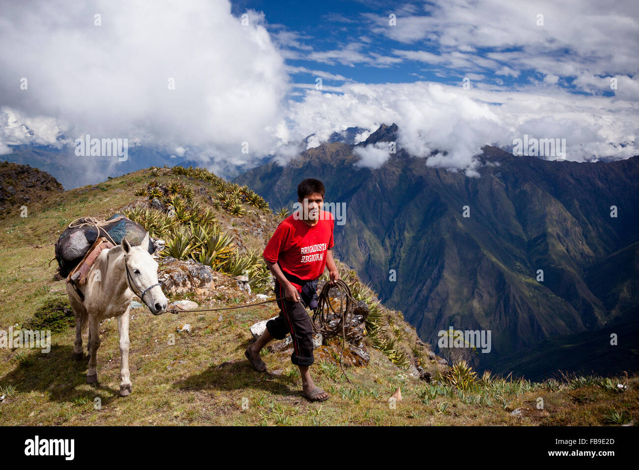 Arriero (mule-Skinner) et pack-mule rendez-vous du haut d'un col sur le Choquequirao (berceau de l'or) Trail, au Pérou. Banque D'Images
