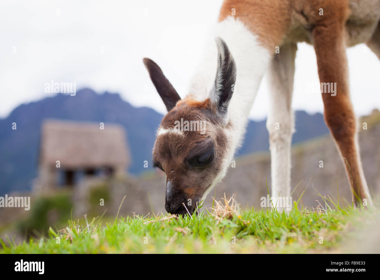 Un bébé alpaga pâturage sur les terrasses du Machu Picchu. Banque D'Images