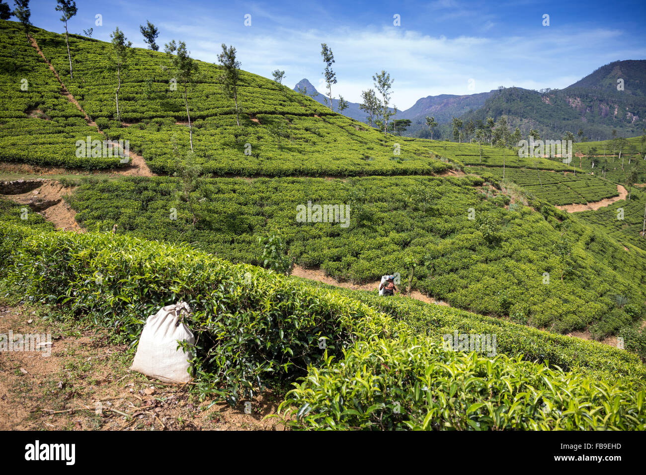 La cueillette du thé, plantation de thé, province, district Hatton, Adam's peak quartier Sri Lanka, Asia Banque D'Images