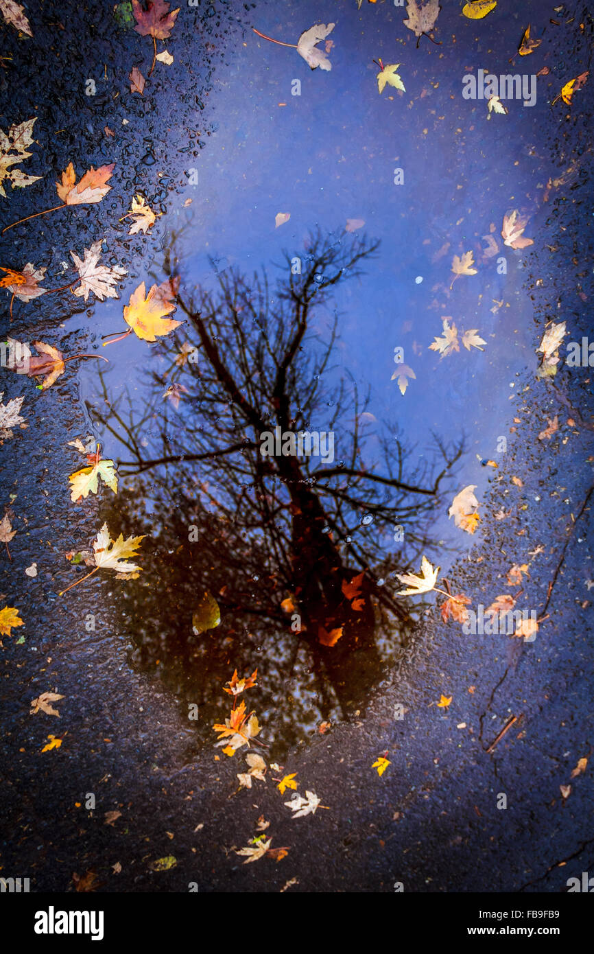 Les couleurs d'automne les feuilles en réflexion dans un miroir de l'eau claire Banque D'Images