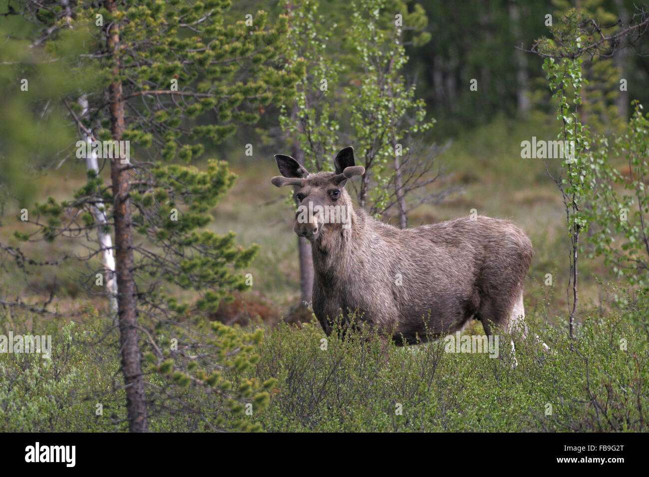 L'Élan (Alces dentelles), Bull parmi les buissons, la croissance des bois, bois recouvert de velours, Karelia, Finlande Banque D'Images