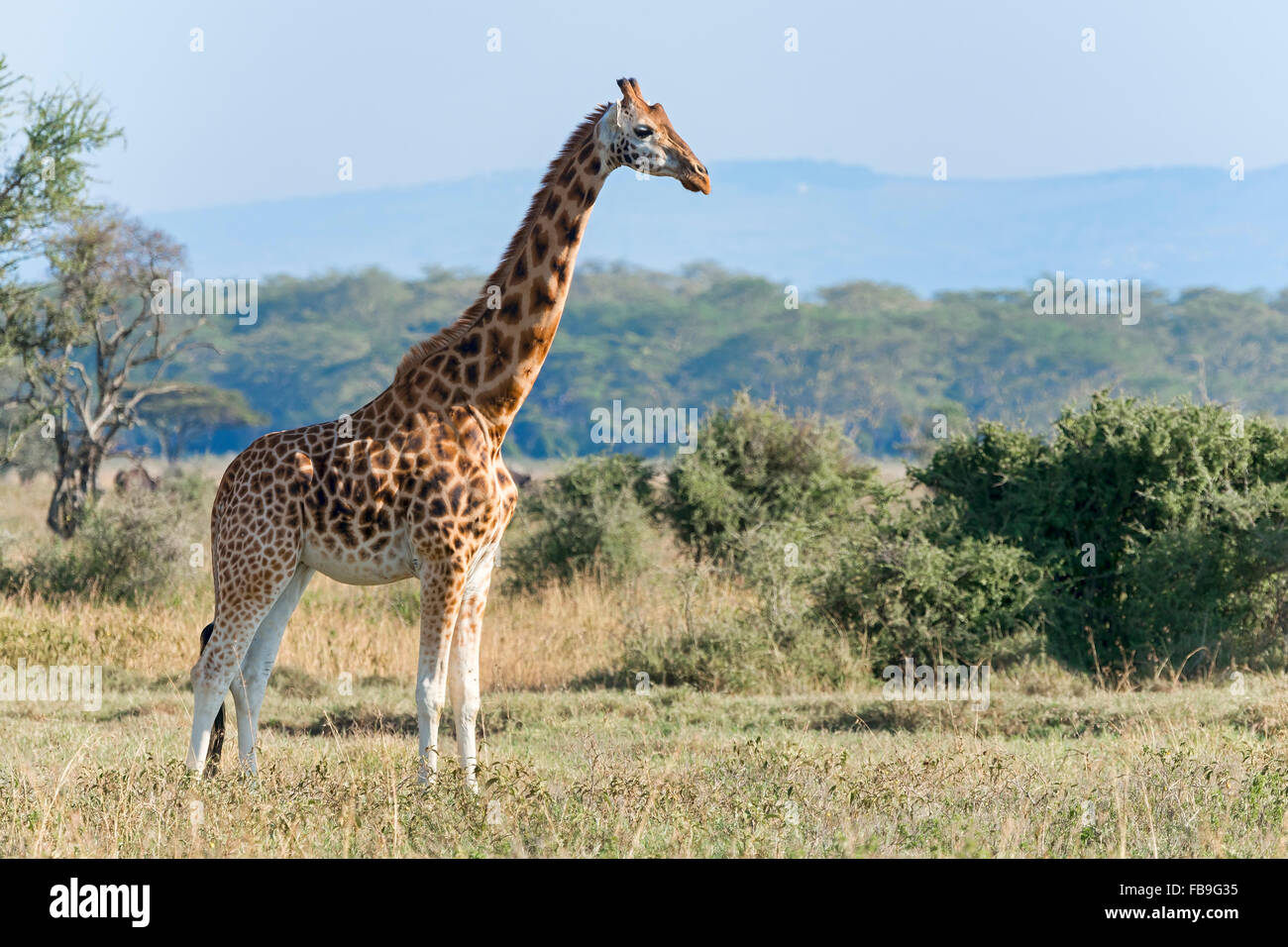 Rothschild Girafe (Giraffa camelopardalis rothschildi), Parc national du lac Nakuru, Kenya Banque D'Images