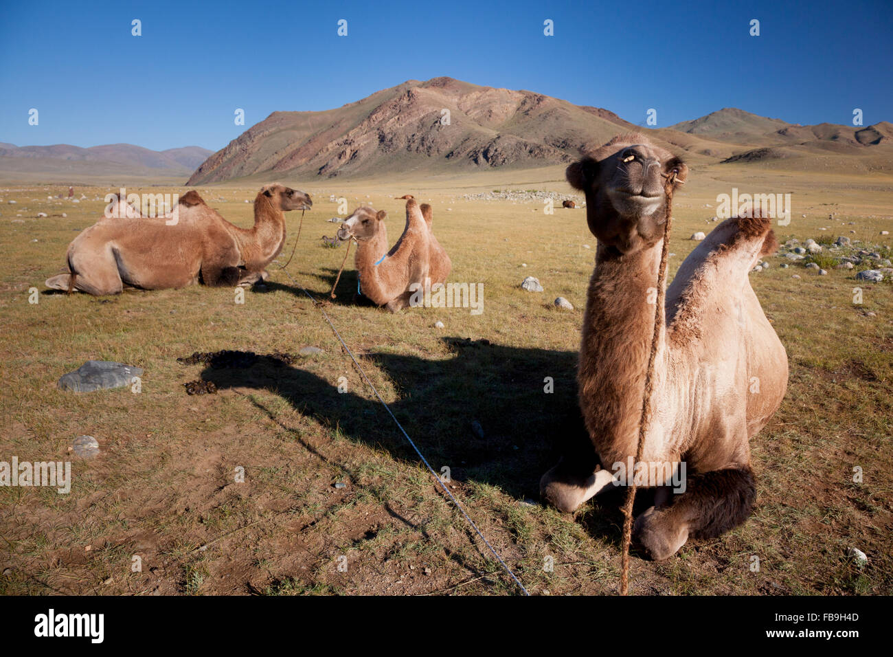 Pack chameaux jalonné et lié au pâturage, Turgen Kharkhiraa Parc National, la Mongolie. Banque D'Images