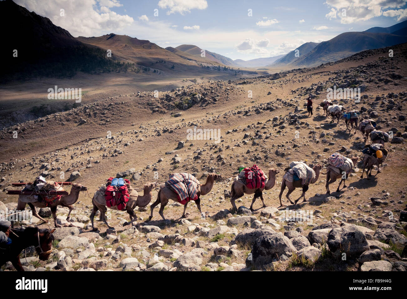 Le train monte un chameau, la Mongolie, la vallée de Kharkhiraa où 3000 ans de piles en pierre turques marquer les tombes des anciens héros. Banque D'Images