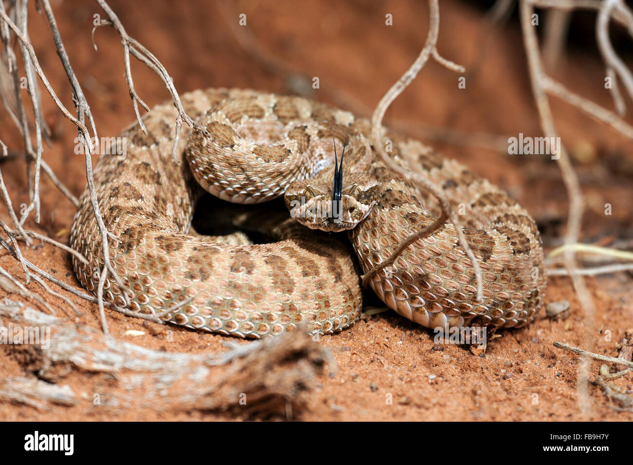 Crotale de l'Ouest (Crotalus sp.) d'effleurement de la langue, Monument Valley Navajo Tribal Park, Arizona, USA Banque D'Images