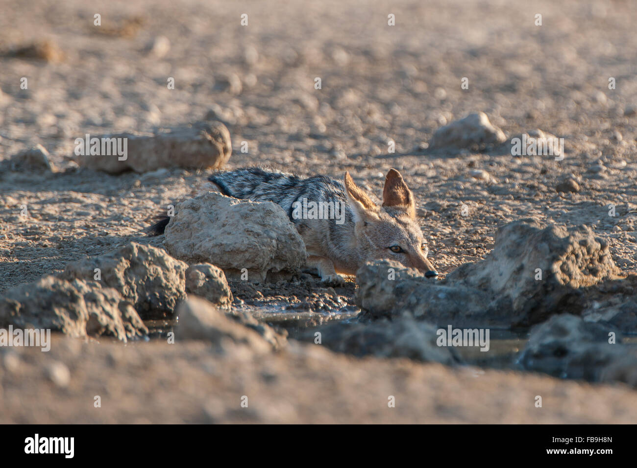 Le chacal à dos noir (Canis mesomelas) se cacher derrière des pierres sur un étang, Kgalagadi Transfrontier National Park Banque D'Images