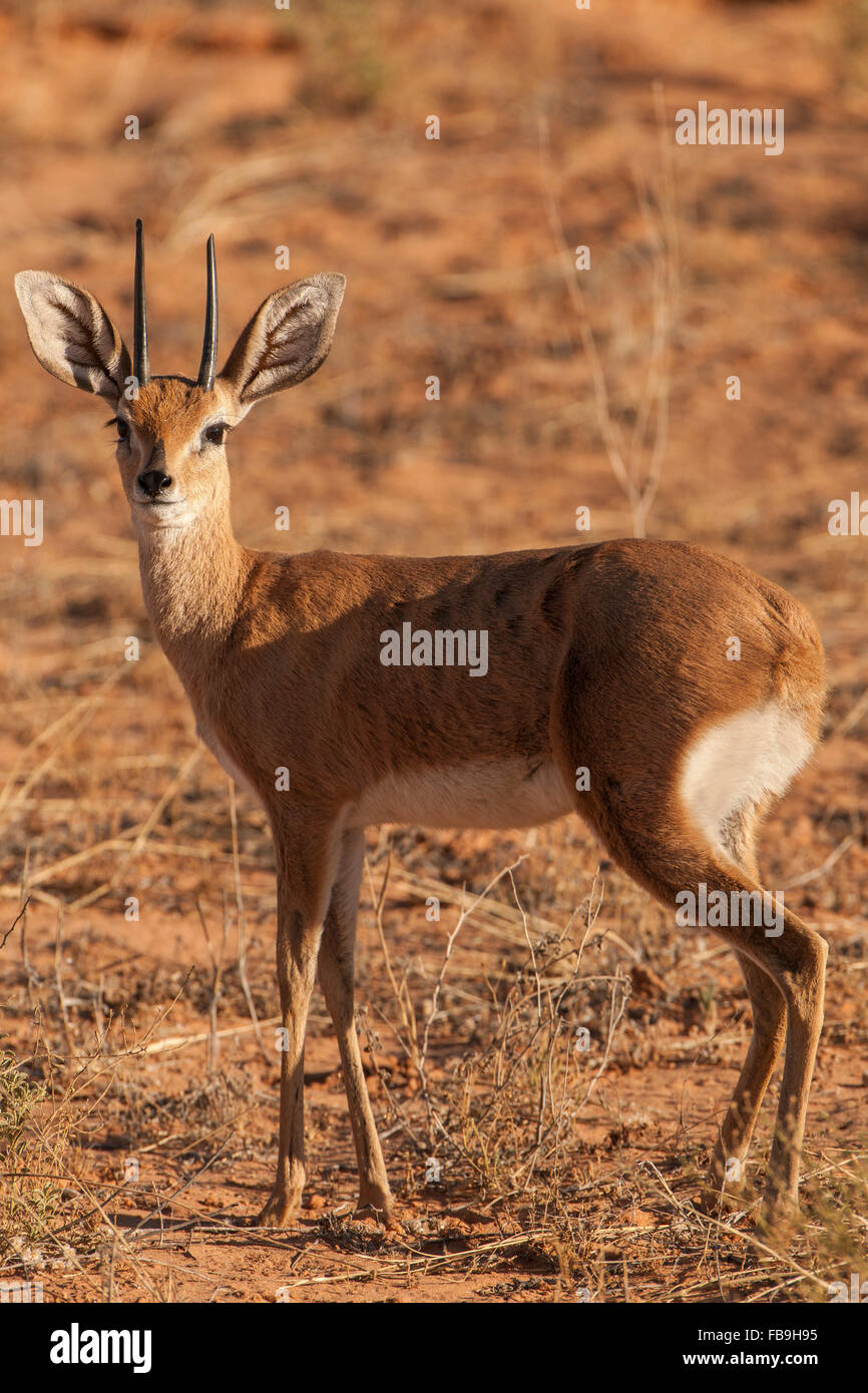 Steenbok (Raphicerus campestris), Kgalagadi Transfrontier National Park, dans le Nord de la Province du Cap, Afrique du Sud Banque D'Images