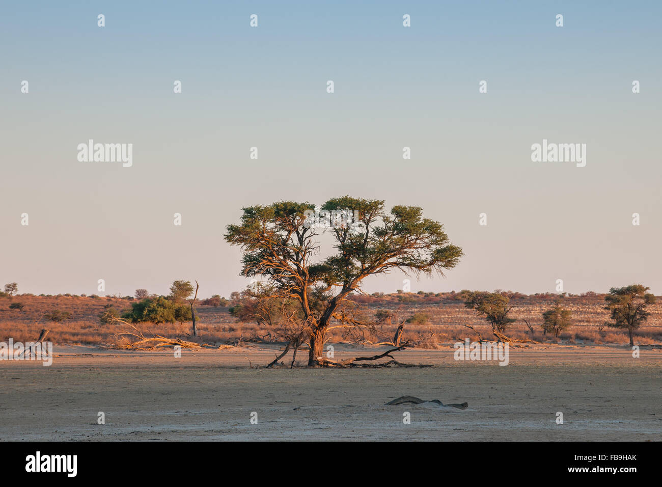 Camel thorn (Vachellia erioloba), Nossob Road, Kgalagadi Transfrontier Park, Northern Cape, Afrique du Sud Banque D'Images