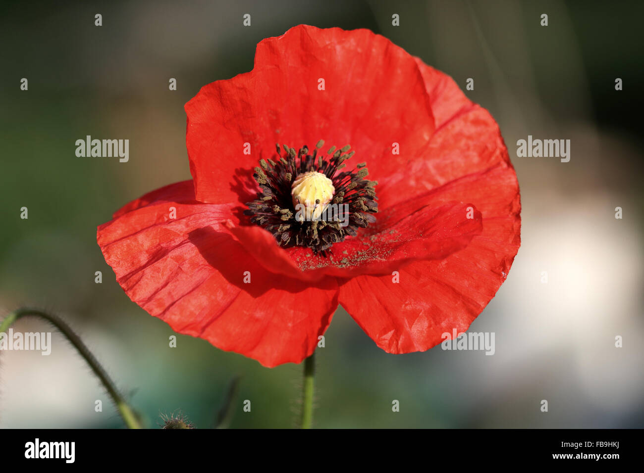 Close up of blooming Poppy Red Flandre Banque D'Images