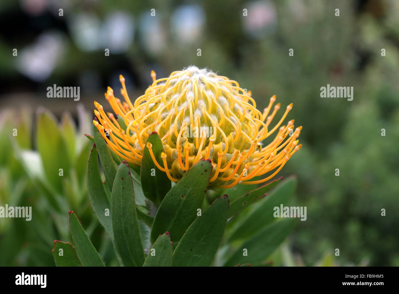 Leucospermum Moonlight Banque D'Images
