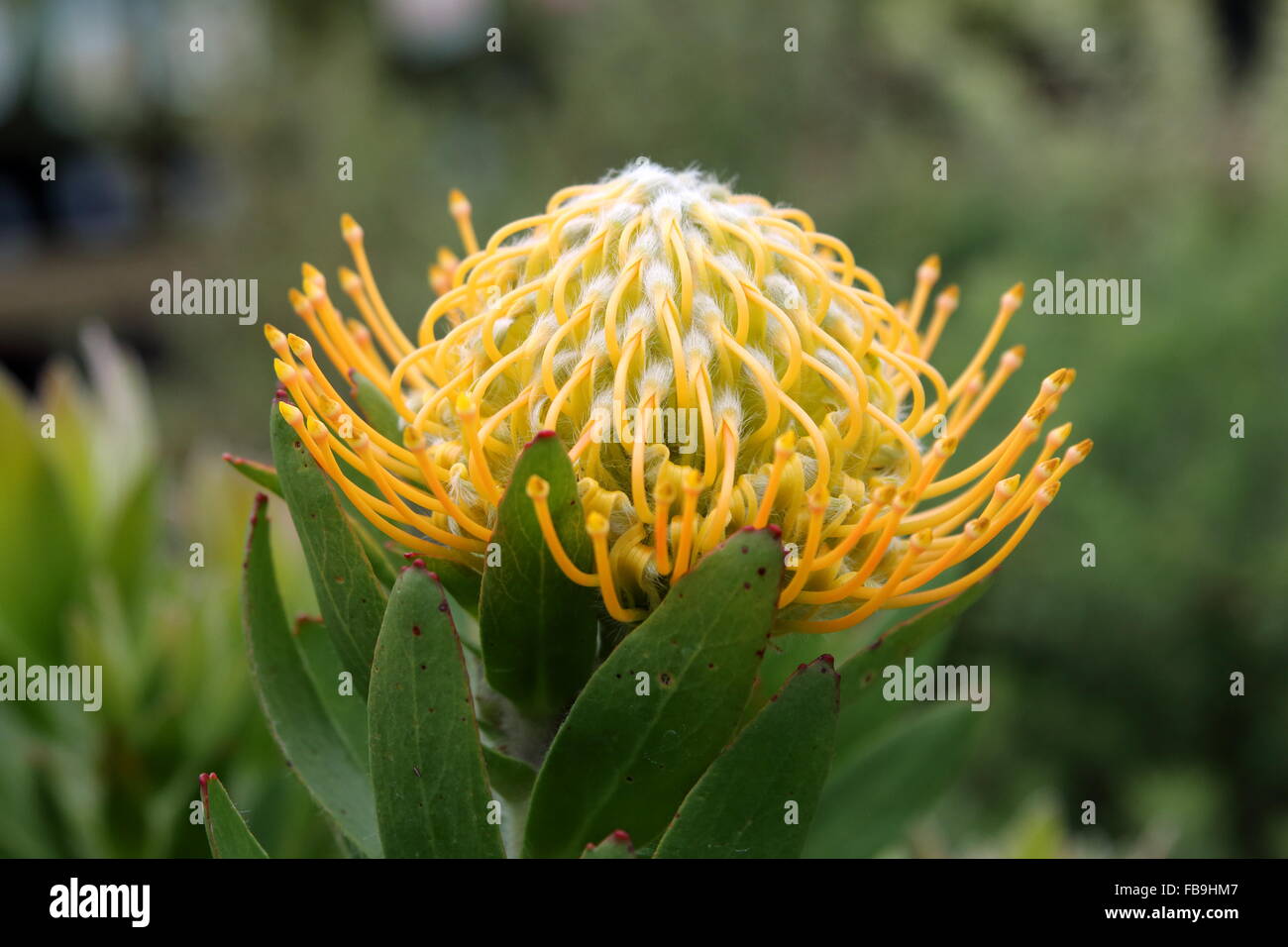 Leucospermum Moonlight Banque D'Images