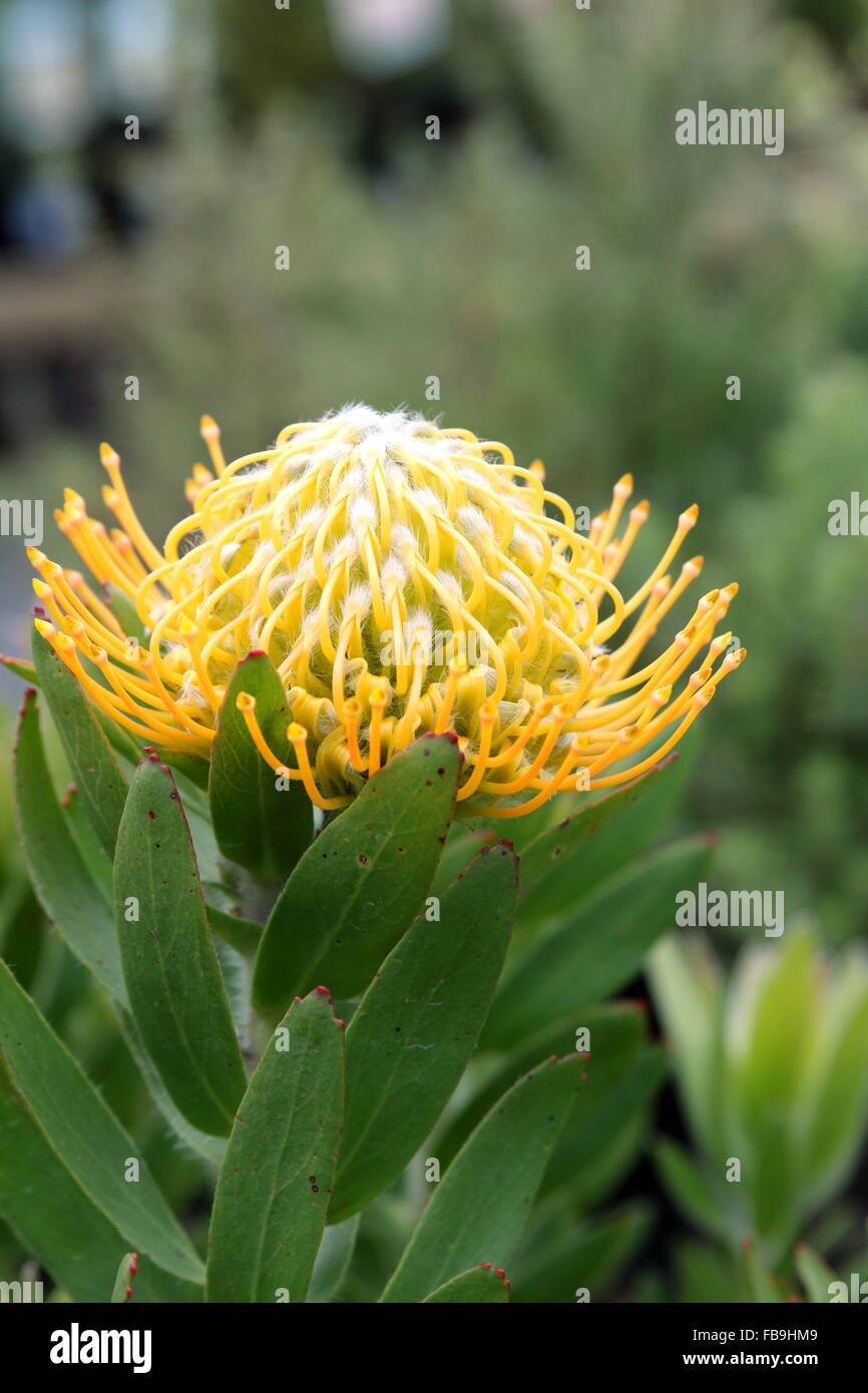 Leucospermum Moonlight protea Banque D'Images