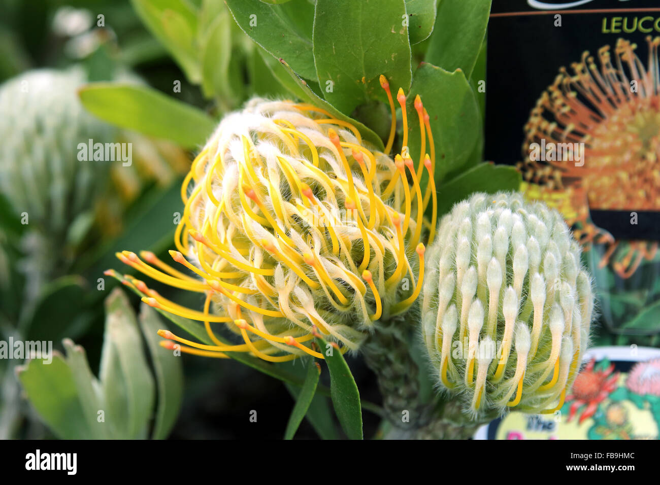 Leucospermum Moonlight Banque D'Images