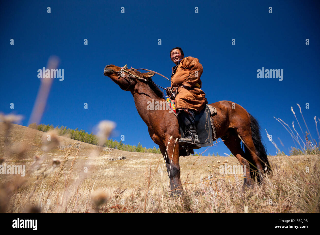 Un herder's horse signe la fin de l'été chaleur dans Gorkhi Terelj National Park, la Mongolie. Banque D'Images