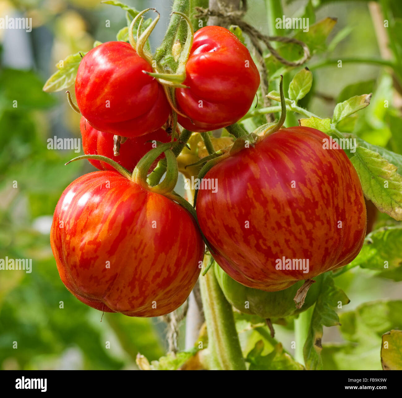 Close-up of truss de 'SJuxtaposé' enfourneur mûrissement des tomates sur la vigne en plein soleil d'été. Banque D'Images