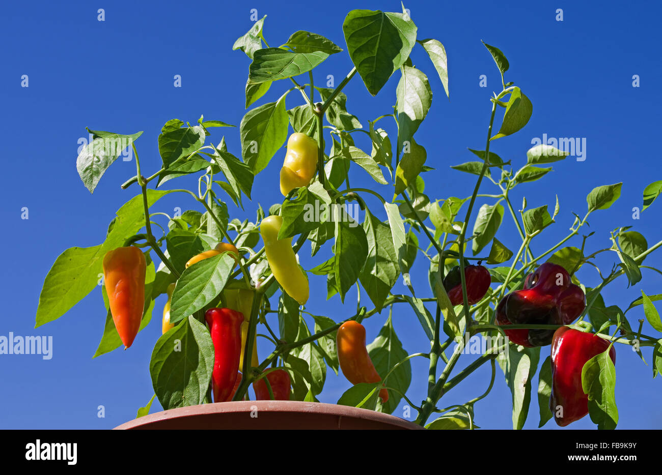 Poivrons multicolores et de mûrissement croissant dans un récipient dans le soleil d'été vu contre un ciel bleu profond. Banque D'Images