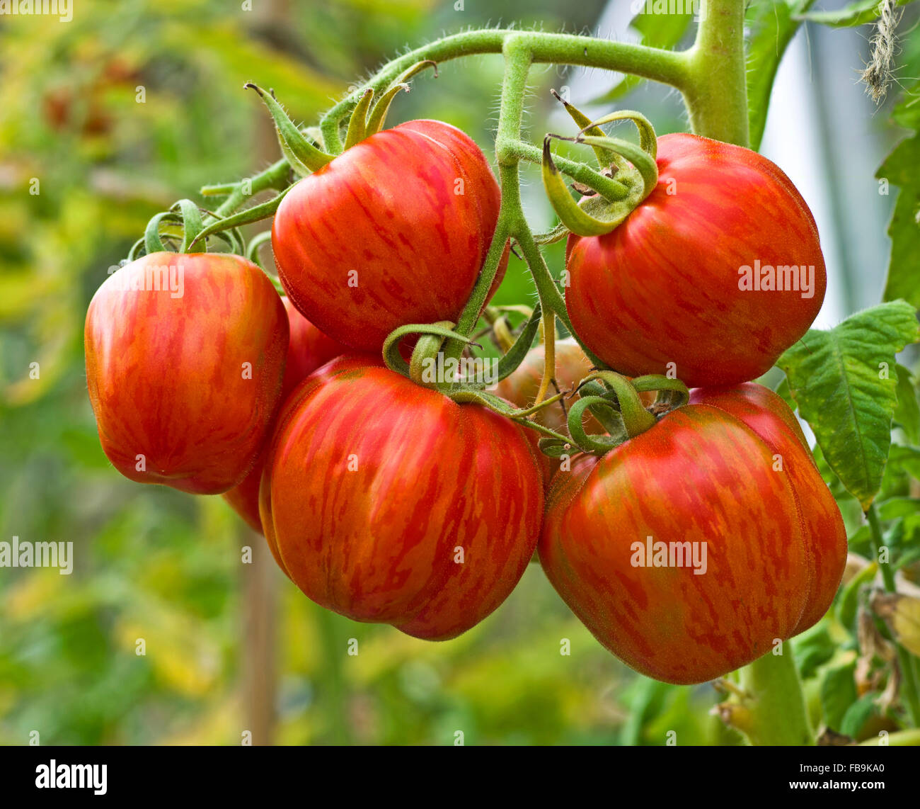 Close-up of truss de 'SJuxtaposé' enfourneur mûrissement des tomates sur la vigne en plein soleil d'été. Banque D'Images