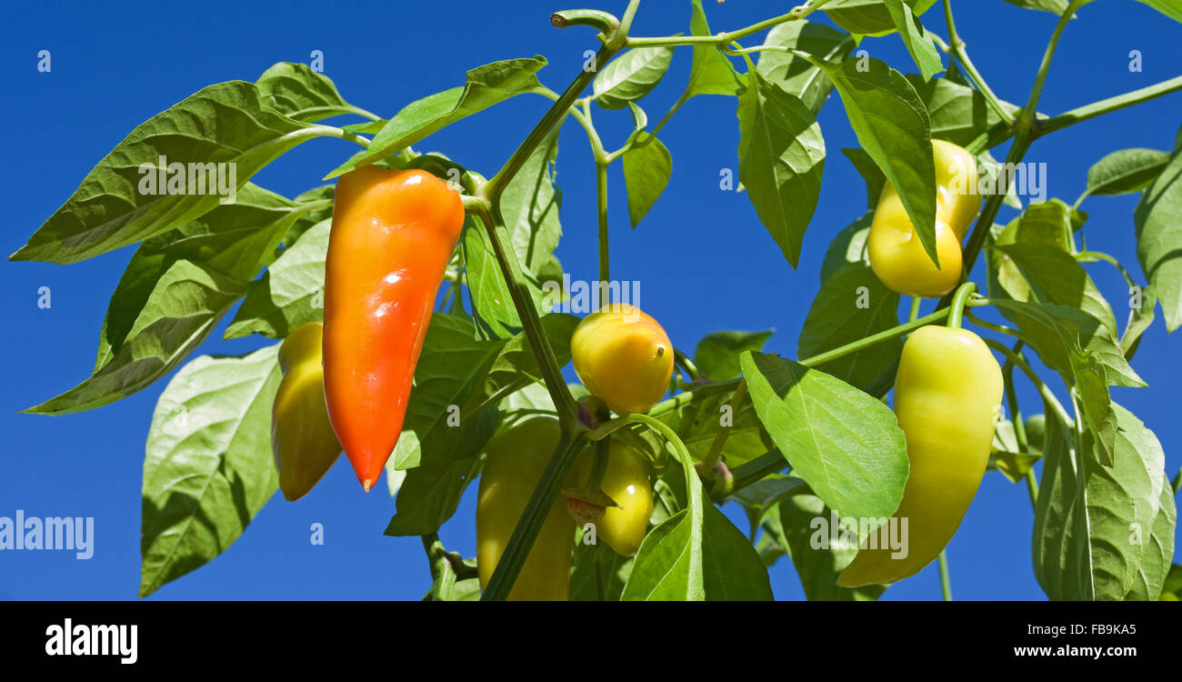 Multi-couleur longue poivrons doux de plus en plus soleil d'été lumineux vu contre un ciel bleu profond. Banque D'Images