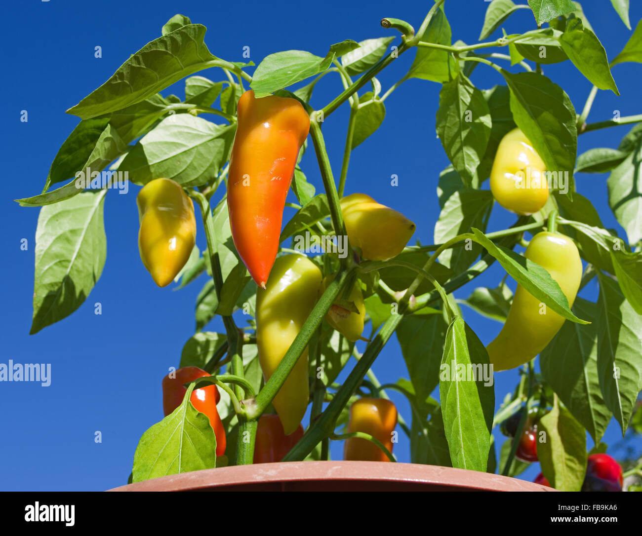 Poivrons multicolores et de mûrissement croissant dans un récipient dans le soleil d'été vu contre un ciel bleu profond. Banque D'Images